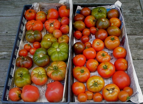 tomatoes, mixed varieties