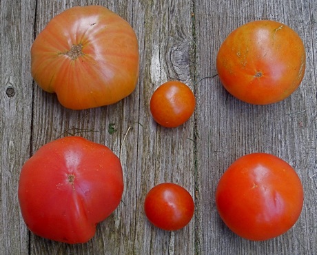almost-ripe vs ripe tomatoes