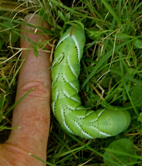 hornworm with finger