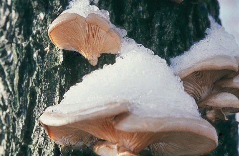 oyster mushroom , pleurotus ostreatus