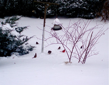 bird feeder and birds in snow