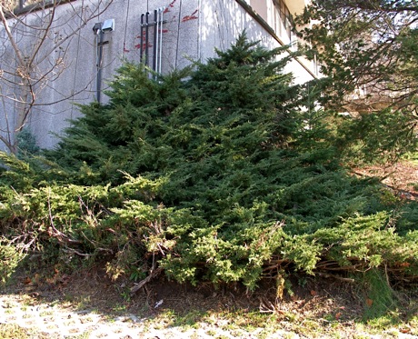 large, spreading Juniperus chinensis