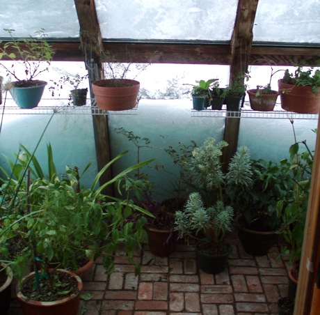 snowbound greenhouse from inside
