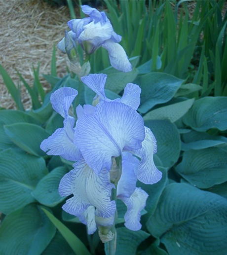 blue iris blue hosta