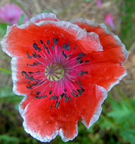p. rhoeas poppy red with white edge