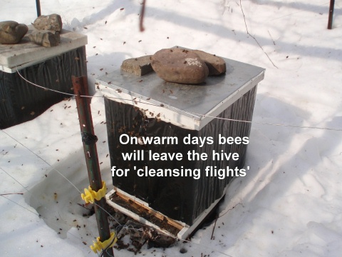 winter bees on cleansing flight