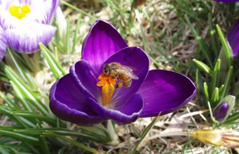 bee on purple crucus