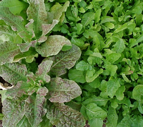 Craciovensis lettuce and arugula