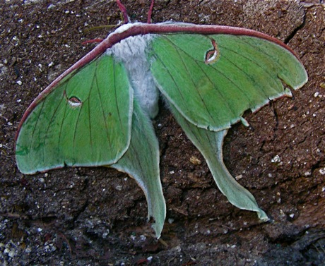 (female) luna moth, Actias luna