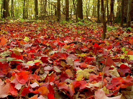autumn leaves on forest floor
