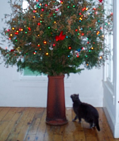  cat and Christmas tree