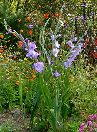 lavender hybrid gladioli in a cutting garden