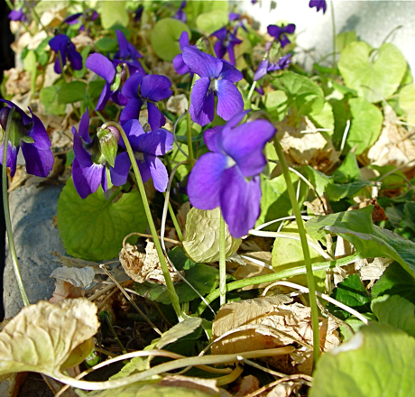 violets being forced for cutting