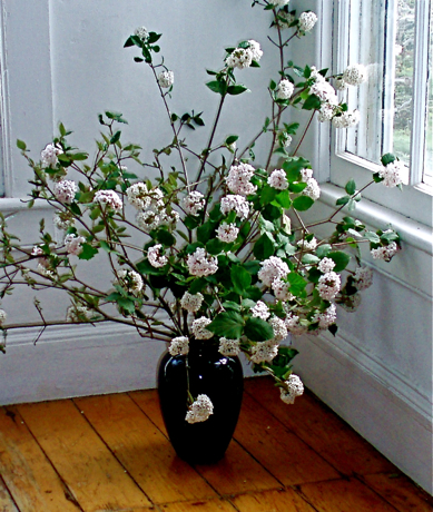 fragrant viburnum (V. carlesii) branches in a vase