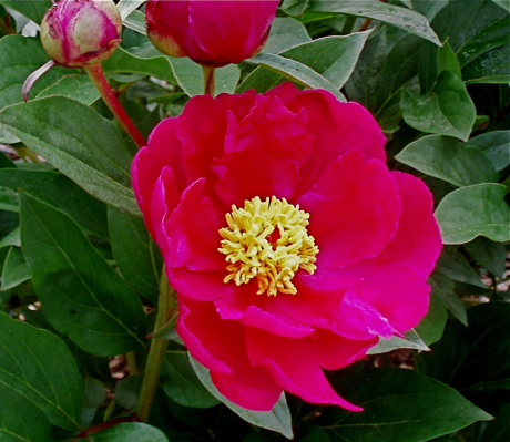 single red peony - from seedling