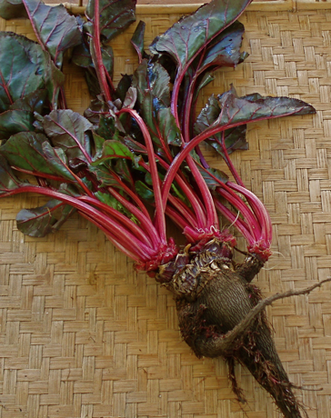 Crapaudine beet with greens