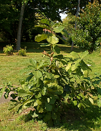 young Daimyo oak quercus dentata