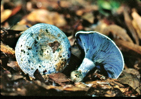 Lactarius indigo, the blue milk mushroom