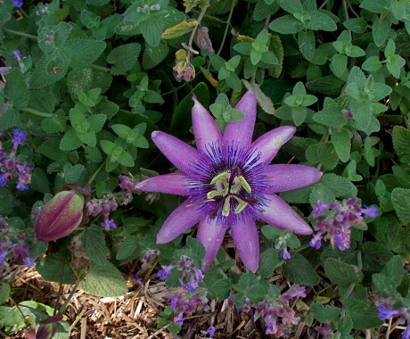 purple pasionflower