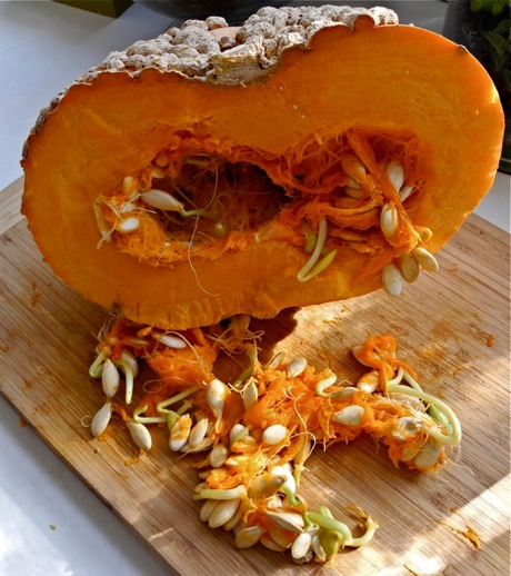 galeux d'elysines squash, with sprouted seeds inside