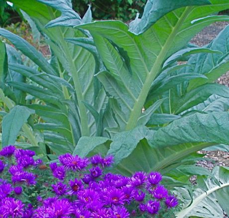 new england aster and cardoon