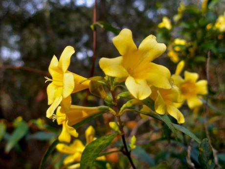carolina jessamine flower (gelsimium sempervirens)