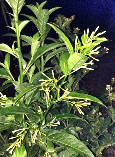 cestrum nocturnum, night blooming jasmine