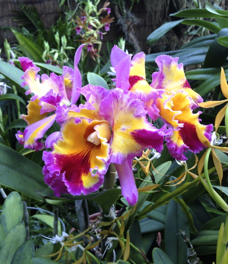 yellow and purple orchid