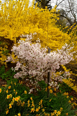 hally jolivette prunus (flowering cherry ) with forsythia and narcissi